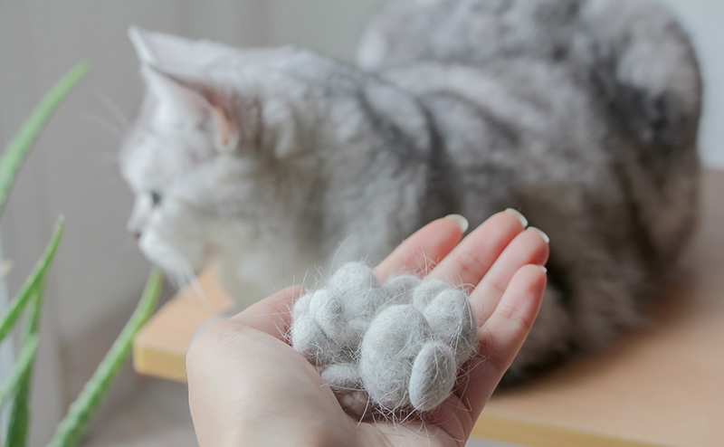 飼い猫の毛玉をもつ飼い主の手と外を見つめる猫