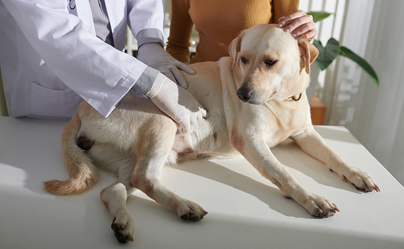 病院でお腹を触診されている犬