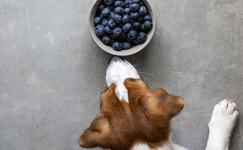 犬はブルーベリーを食べられる？