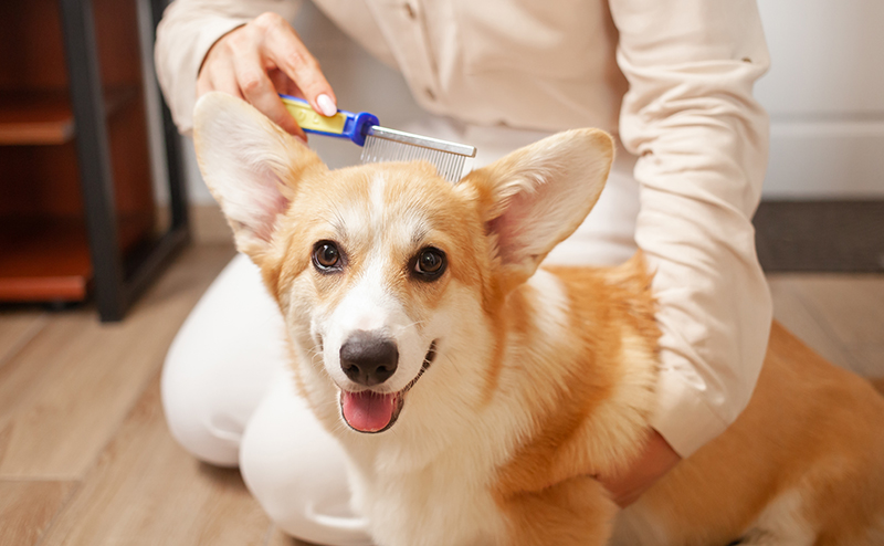 ブラッシングされるコーギー