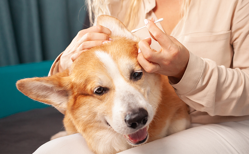 犬の耳血腫の予防方法