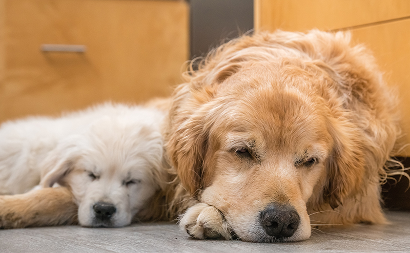 眠る老犬のゴールデンレトリーバー