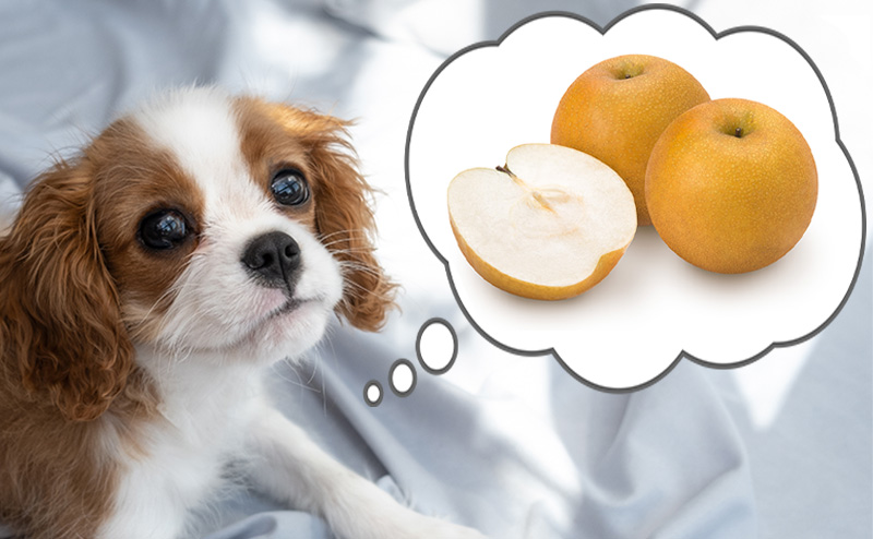 犬は梨を食べても大丈夫？