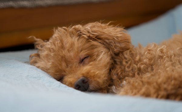 すやすや眠るトイプードル