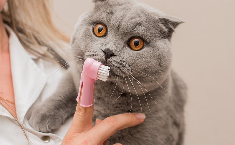 猫の歯周病による抜歯費用は高額！