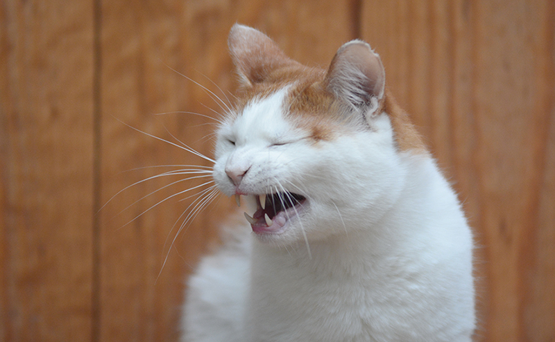 猫の花粉症の症状