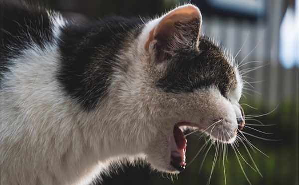 えづいている猫