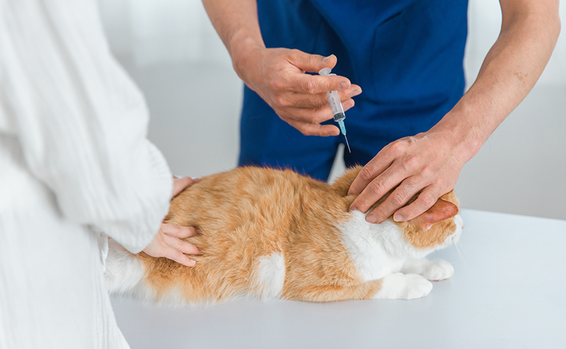 猫のワクチン接種