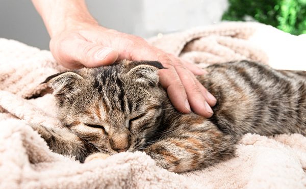 猫エイズとペット保険
