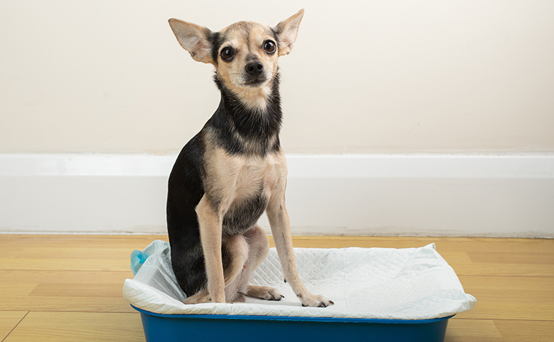 トイレに座ってうんちをしようとする犬