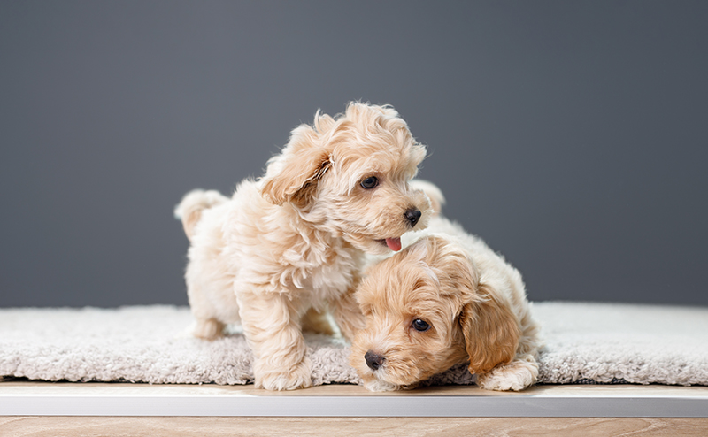 マルチーズのミックス犬