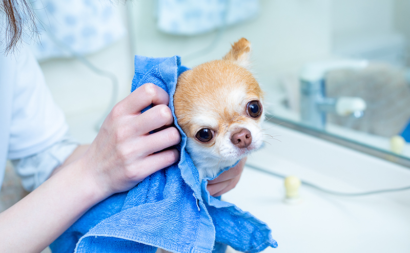 シャンプーされるチワワ