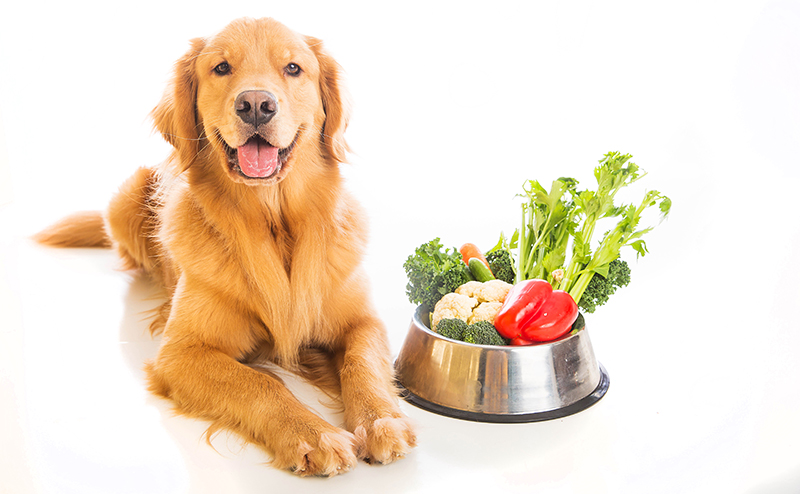 きゅうり以外に犬が食べてもいい野菜はある？