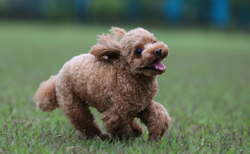 犬の無駄吠えは存在しない