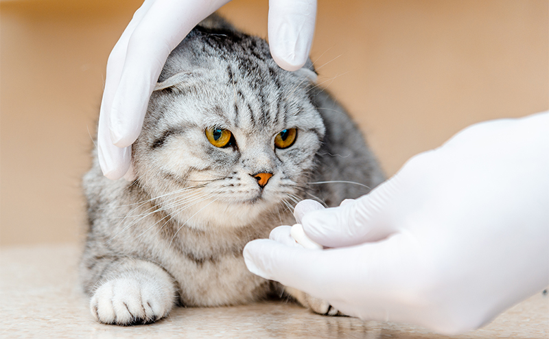 動物病院での治療と相談のポイント