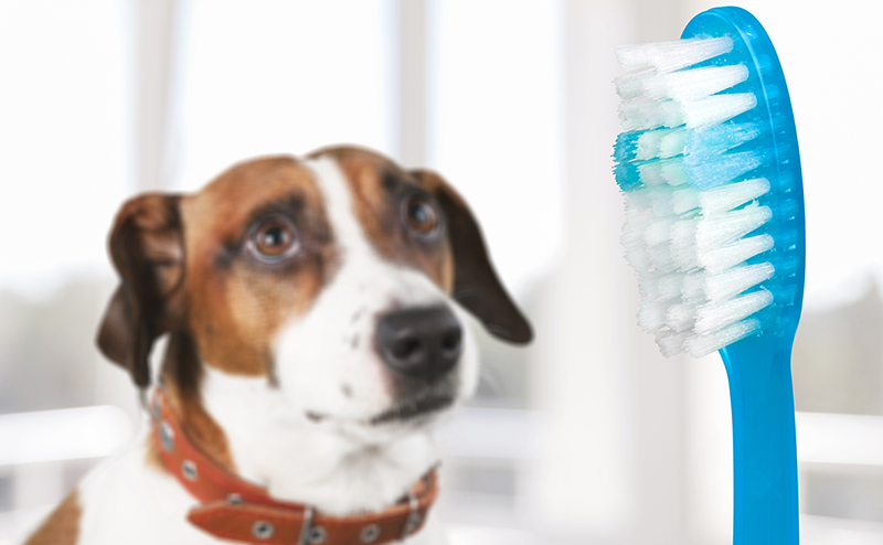 犬の歯科治療はどこまでペット保険の補償対象？