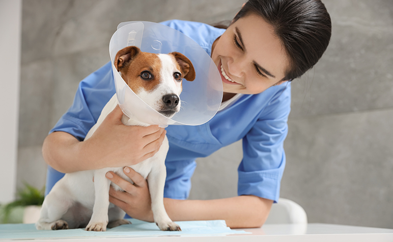 犬の子宮蓄膿症の治療方法