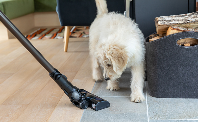 犬や猫のアレルギー性皮膚炎の治し方