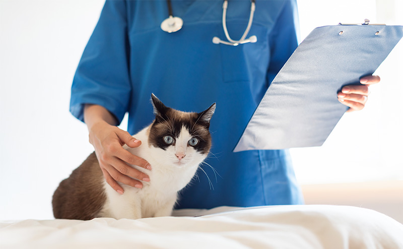尿路結石になりやすい猫の保険