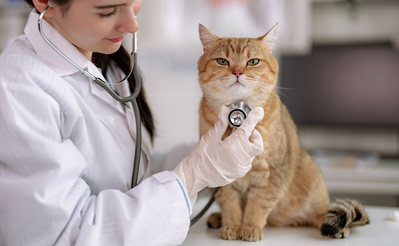 犬や猫の健康診断は必要？