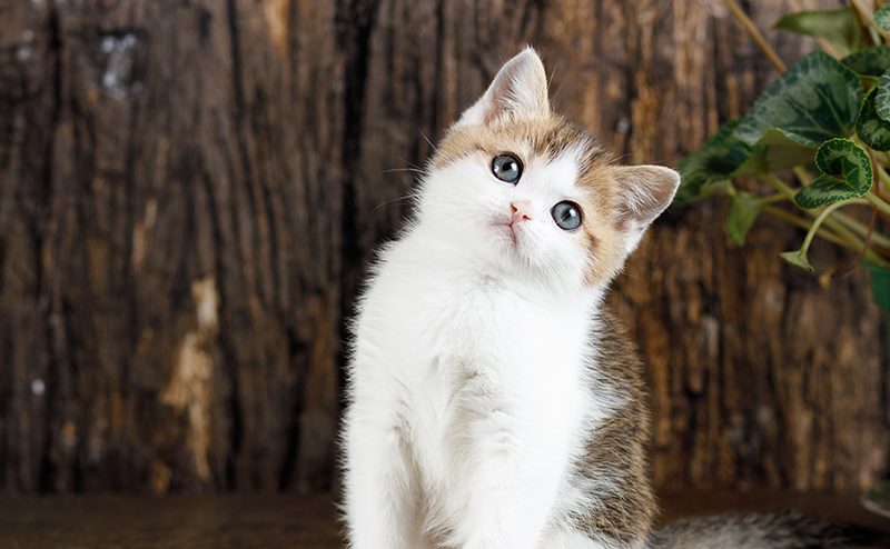 ペット保険は猫エイズでも入れる?