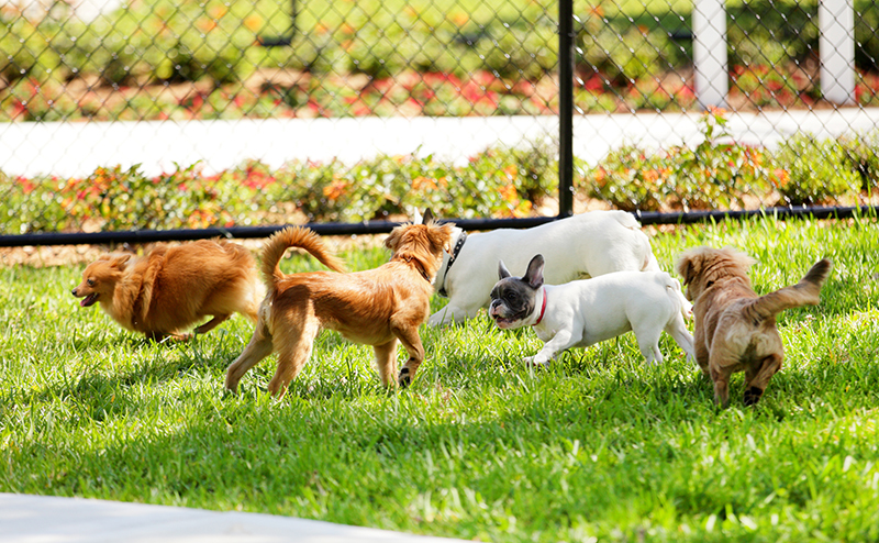 ドッグランで遊ぶ複数の犬たち