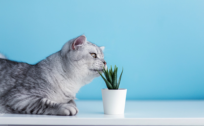 猫草を食べようとする猫