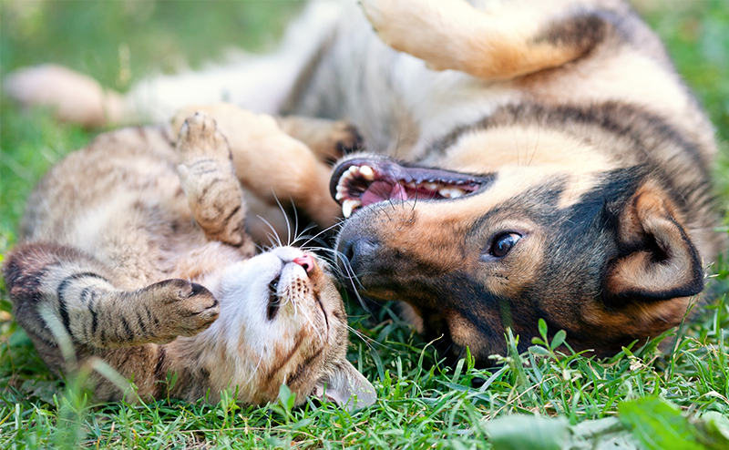 保護犬や保護猫がペット保険に入るべき理由