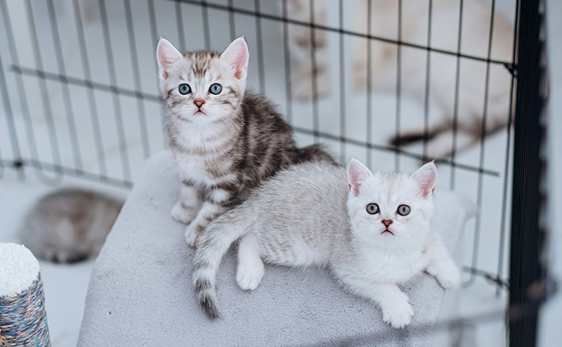 ケージの中の子猫たち