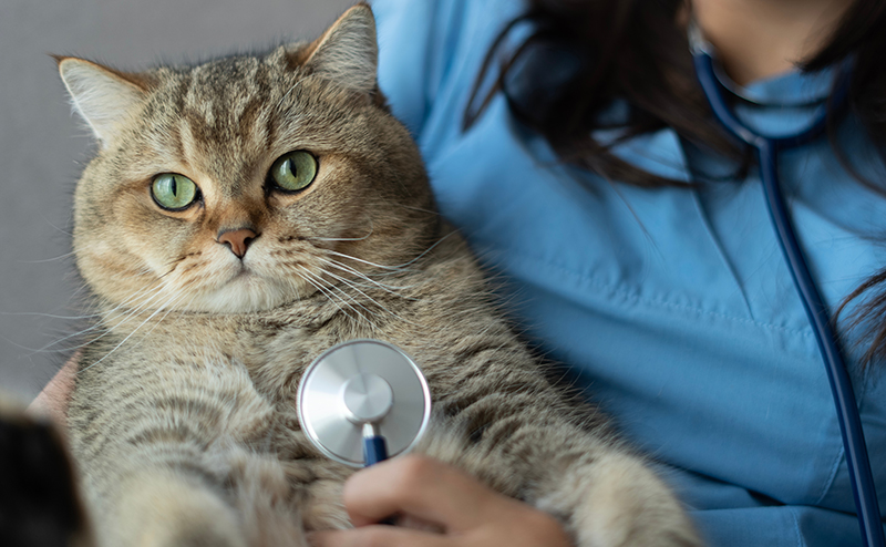 動物病院で聴診器をあてられる猫