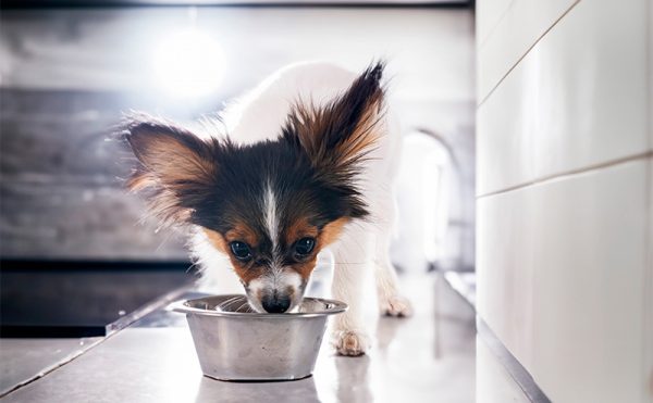 犬が水を飲みすぎる原因はストレス？