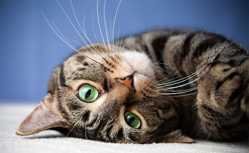猫の結膜炎はペット保険で補償される？