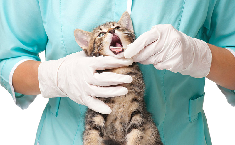 猫の歯周病予防