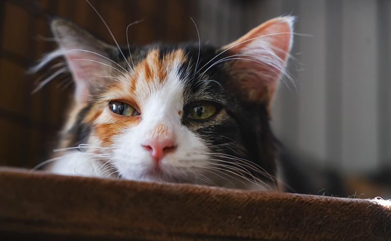 ベッドの上でうとうとする三毛猫