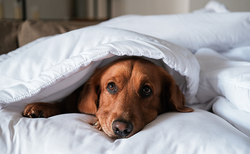 ベッドの上でぐったりする犬