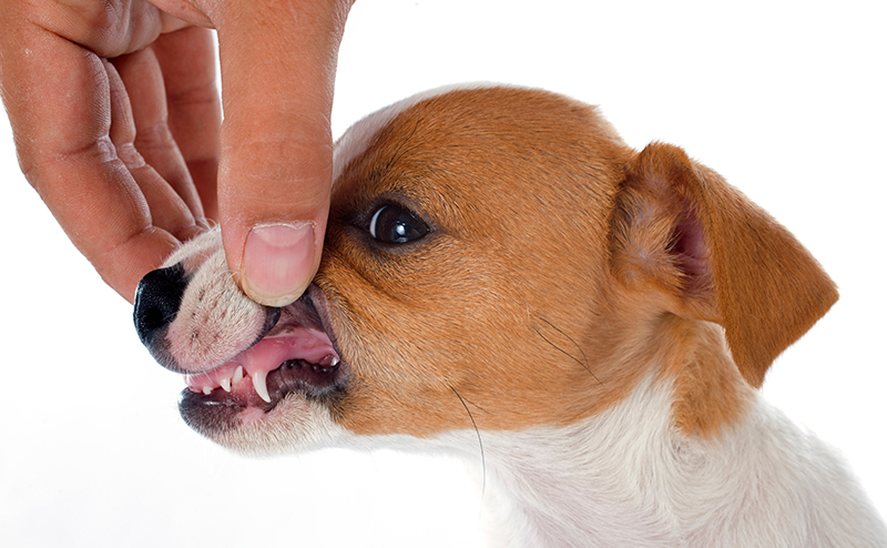 犬の歯茎が白いのは貧血？