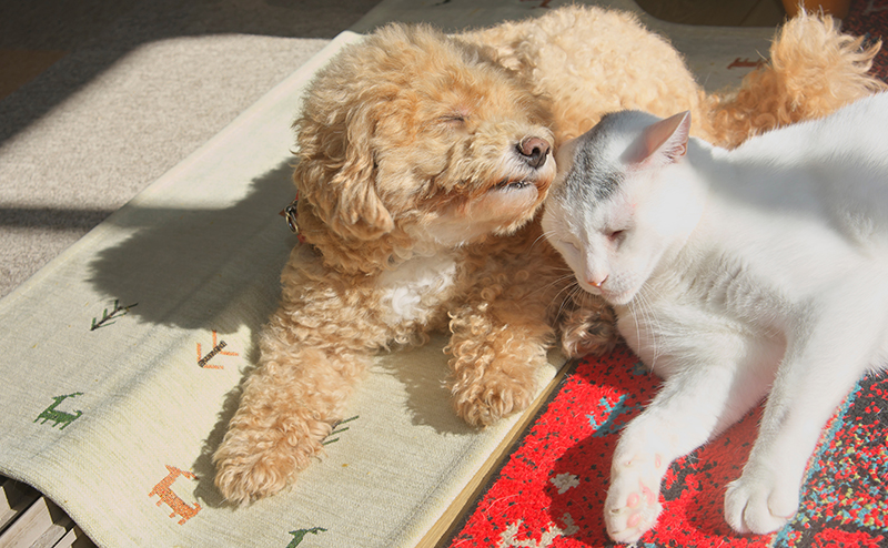 日向ぼっこをする犬と猫
