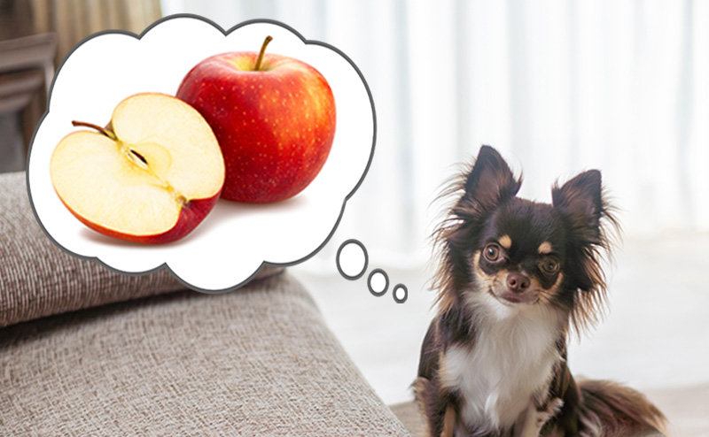 犬はりんごを食べていい？