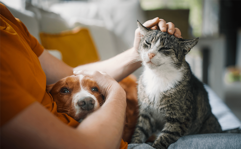 保護犬や保護猫、野良猫が入れるおすすめのペット保険と年齢が分からないときの対応！