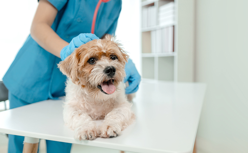 犬の皮膚をチェックする獣医師