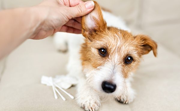 犬の耳の病気・治療・ケア