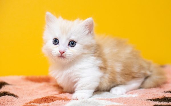 つぶらな瞳のミヌエットの子猫