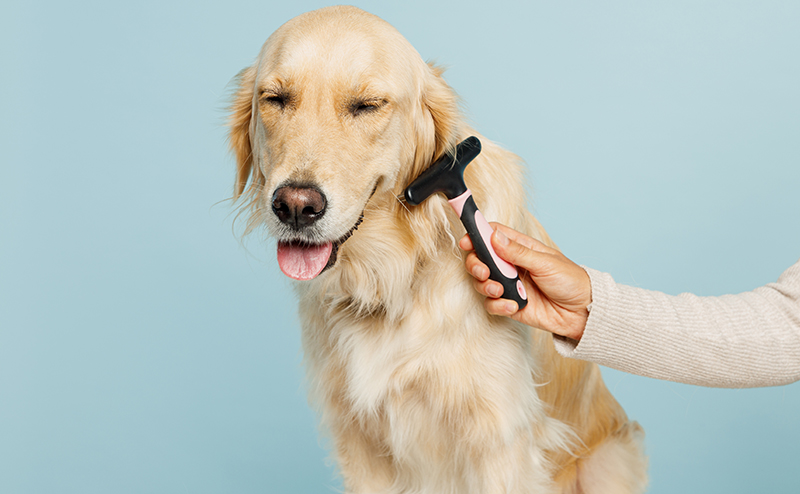 ブラッシングされるゴールデンレトリーバー