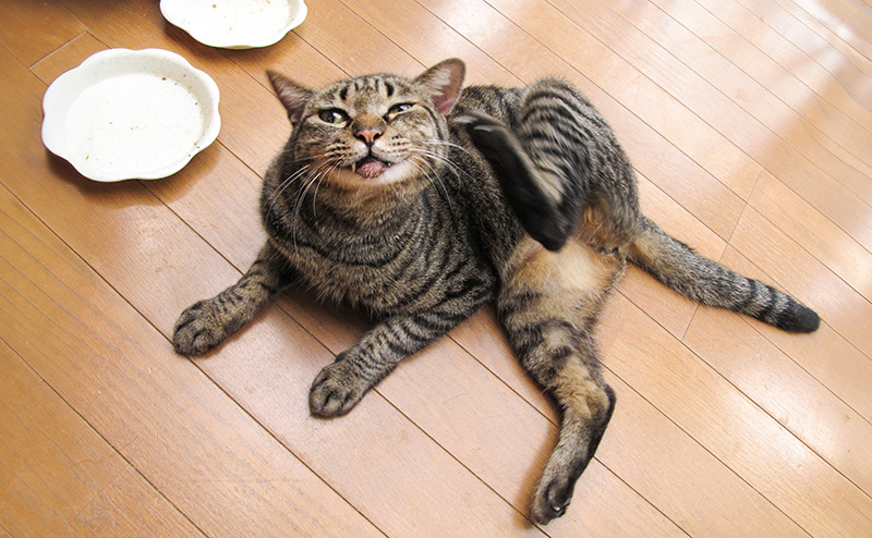 後ろ足で耳を掻く猫