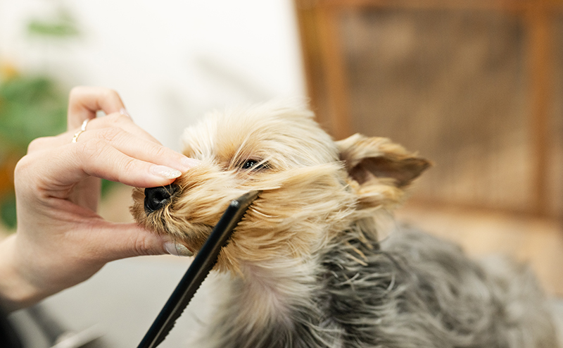 ヨークシャーテリアをブラッシングする女性
