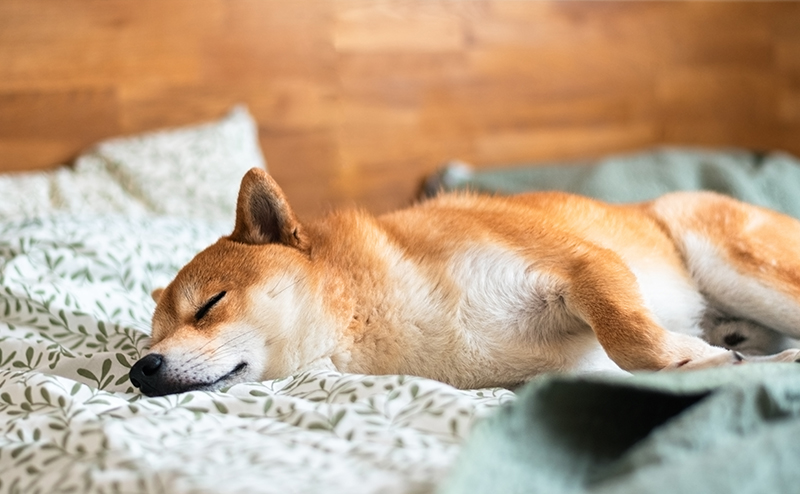 眠る柴犬