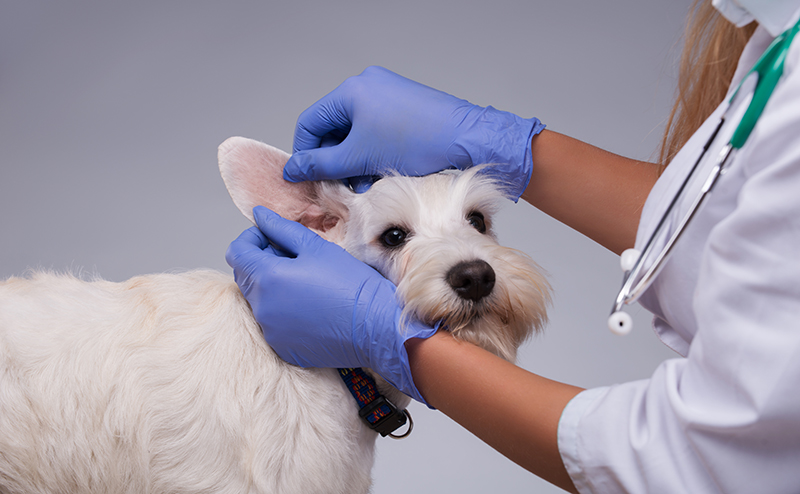 犬の外耳炎の治療費