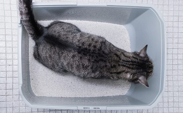 トイレで排泄する猫
