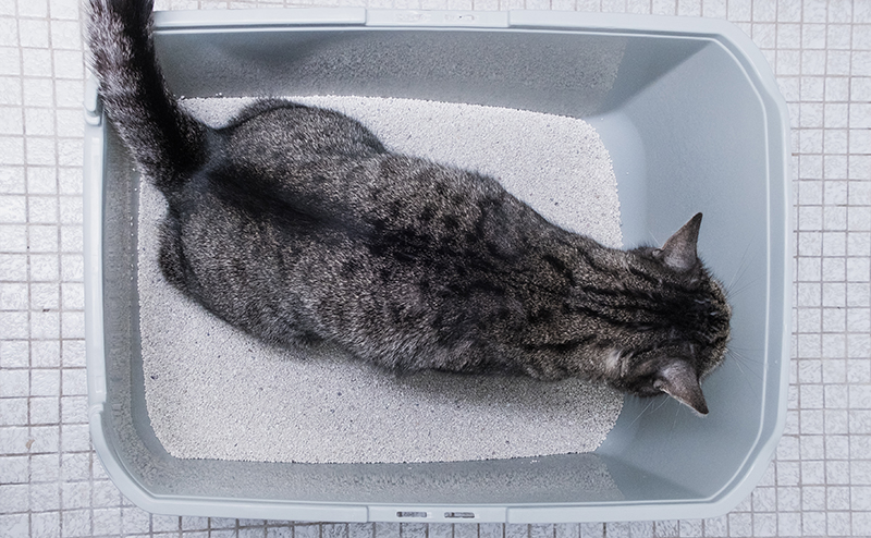 トイレで排泄する猫