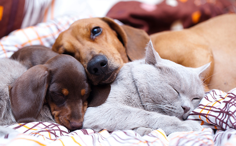 多頭飼いに向いている犬種猫種